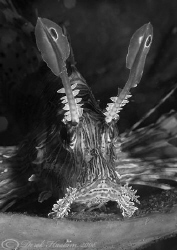 Lion fish. Lembeh straits. D200, 60mm. by Derek Haslam 